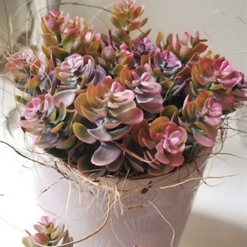 Sedum grene pyntet i glasskjuler